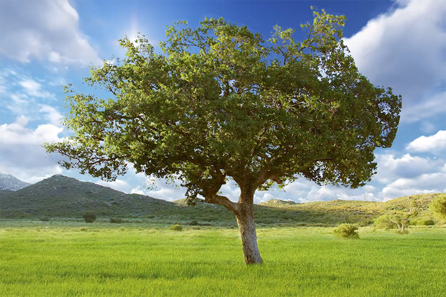 No video playback capabilities